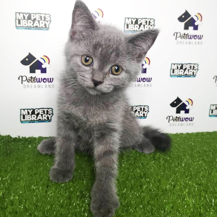 British Short Hair Kitten (Female) For Sale