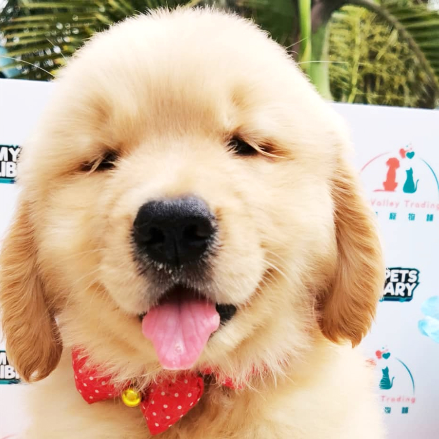 Big Bone Golden Retriever Puppy (Female) For Sale