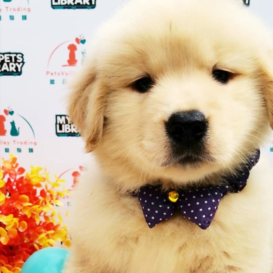 Big Bone Golden Retriever Puppy (Male) For Sale