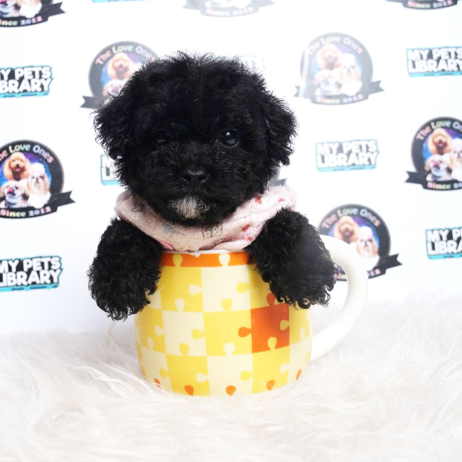 Tiny  Poodle Puppy (Female) For Sale