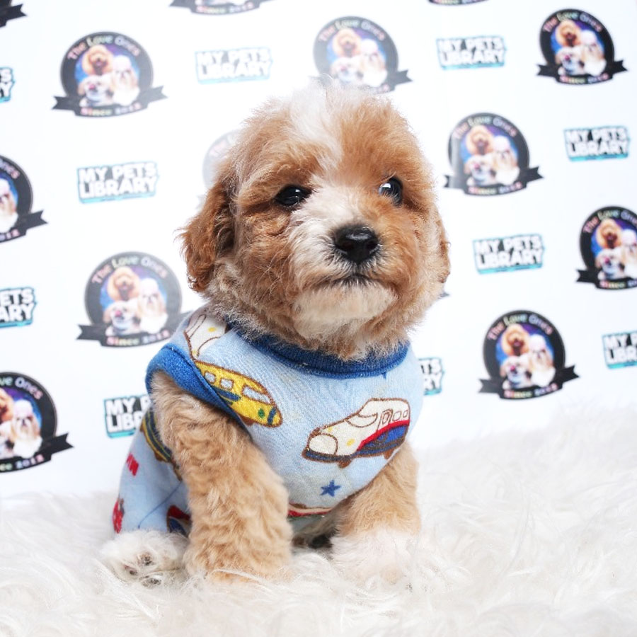 Tiny  Poodle Puppy (Male) For Sale