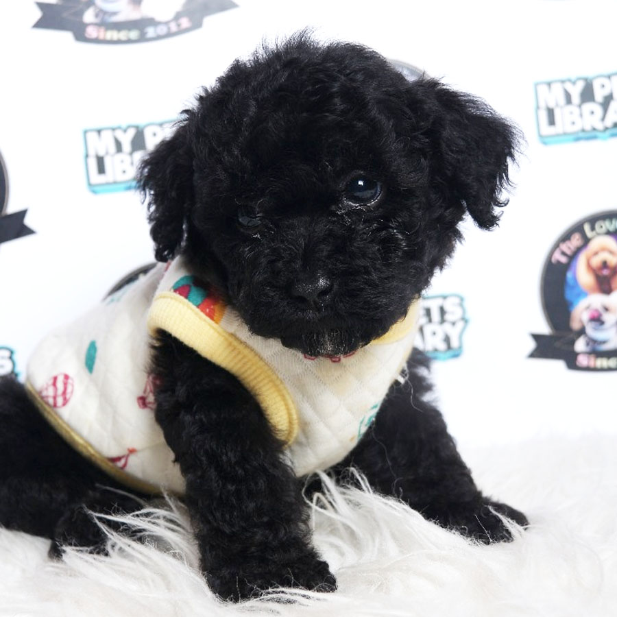 Toy Poodle Puppy (Male) For Sale