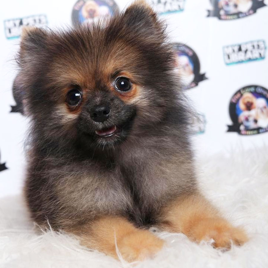 Pomeranian Puppy (Male) For Sale