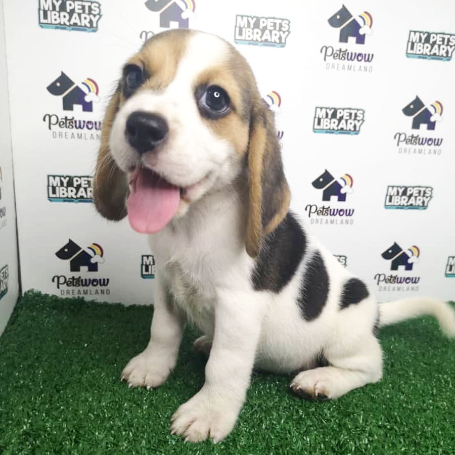 Beagle Puppy (Female) For Sale
