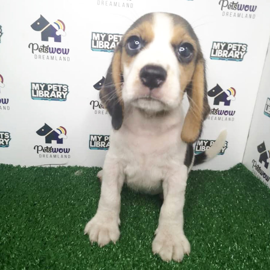 Beagle Puppy (Male) For Sale