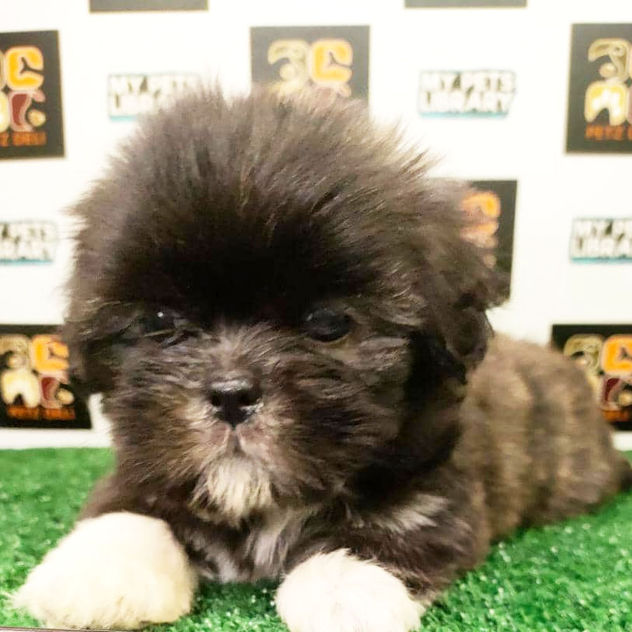 Shih Tzu Puppy (Male) For Sale