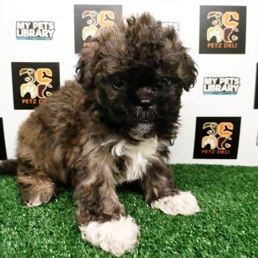 Shih Tzu Puppy (Male) For Sale