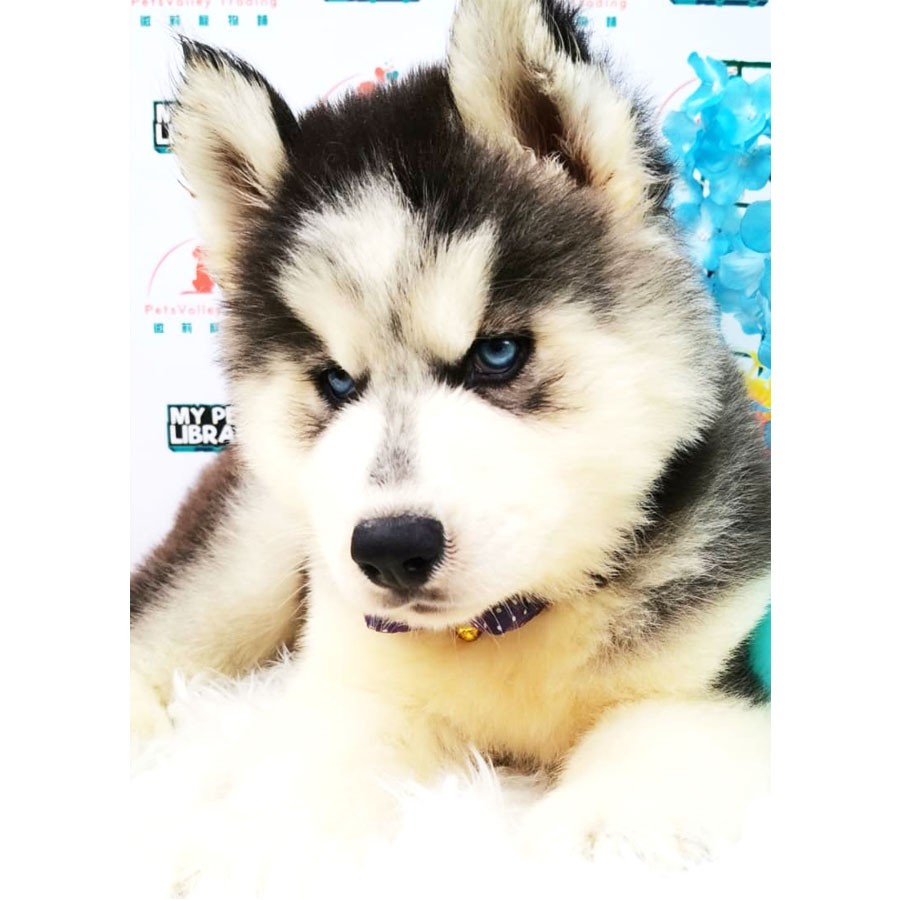 Wooly Husky Puppy For Sale