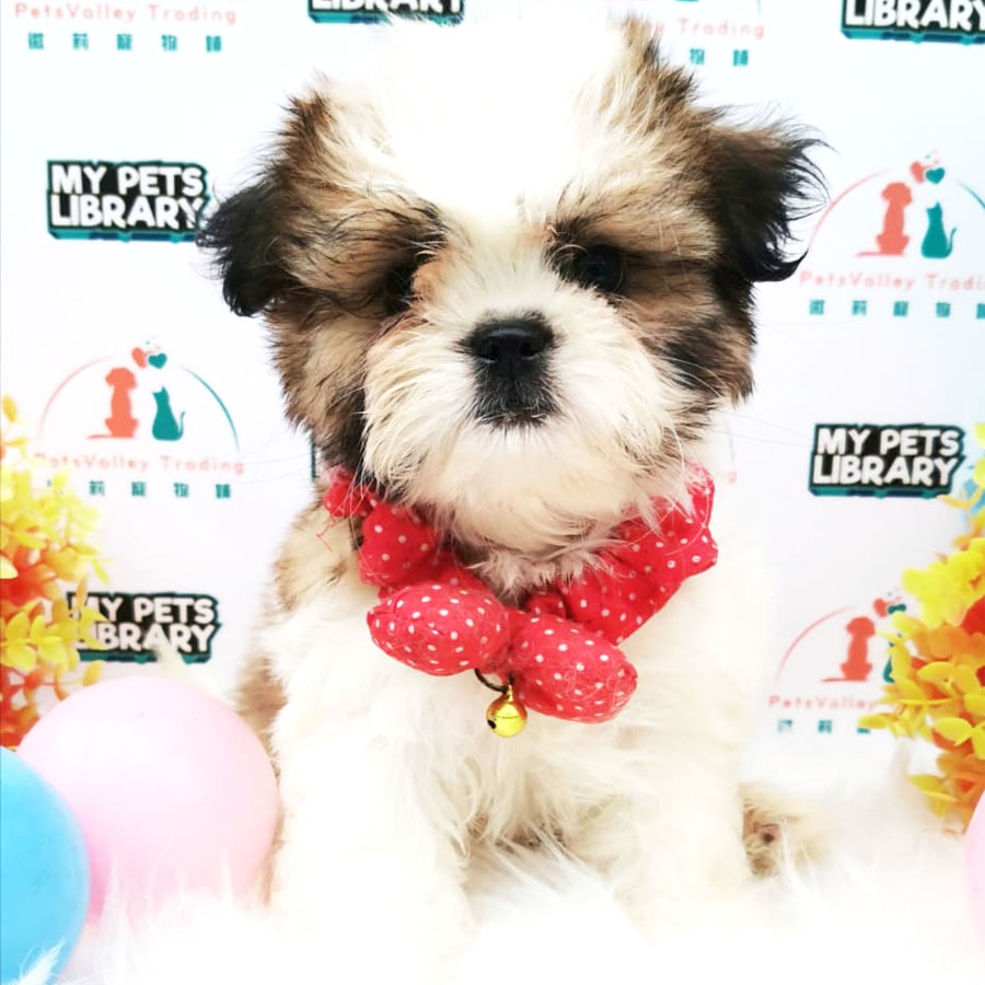 Shih Tzu Mix  Maltese  Puppy  For Sale