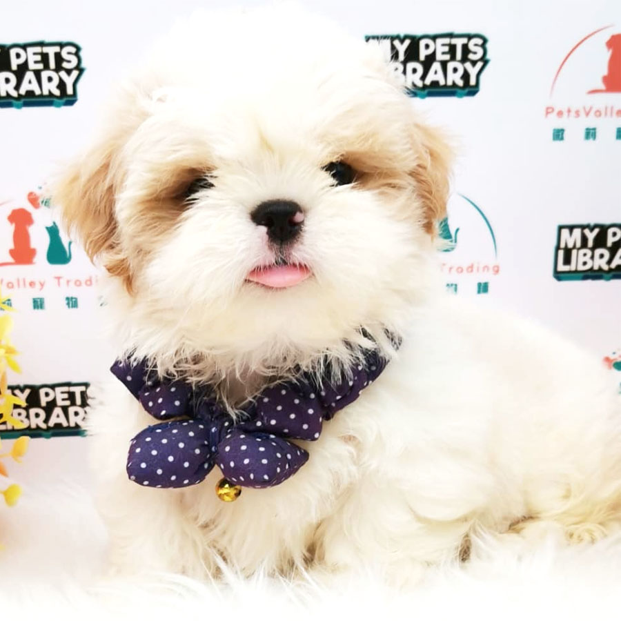 Shih Tzu Puppy (Male) For Sale