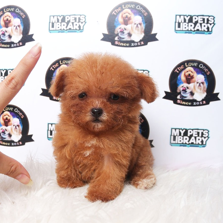 Teacup Poodle Puppy (Female) For Sale