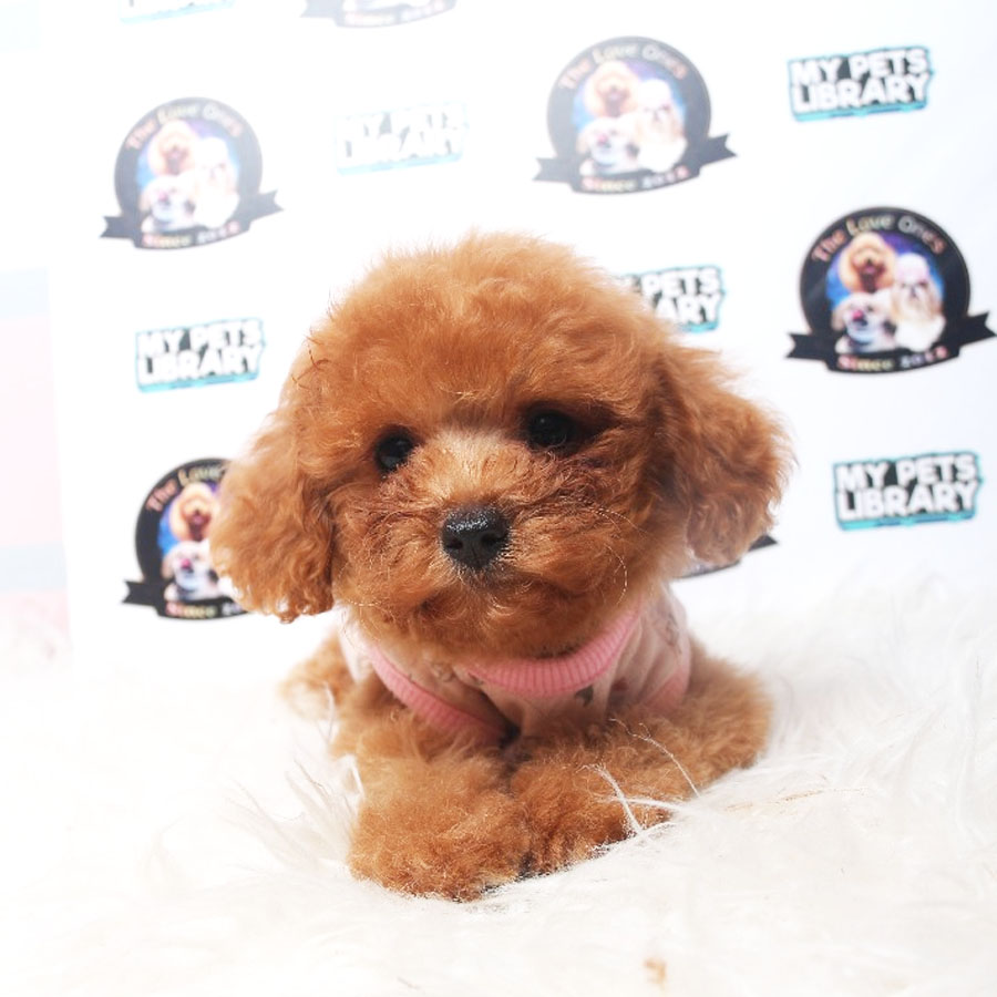 Toy Poodle Puppy (Female) For Sale