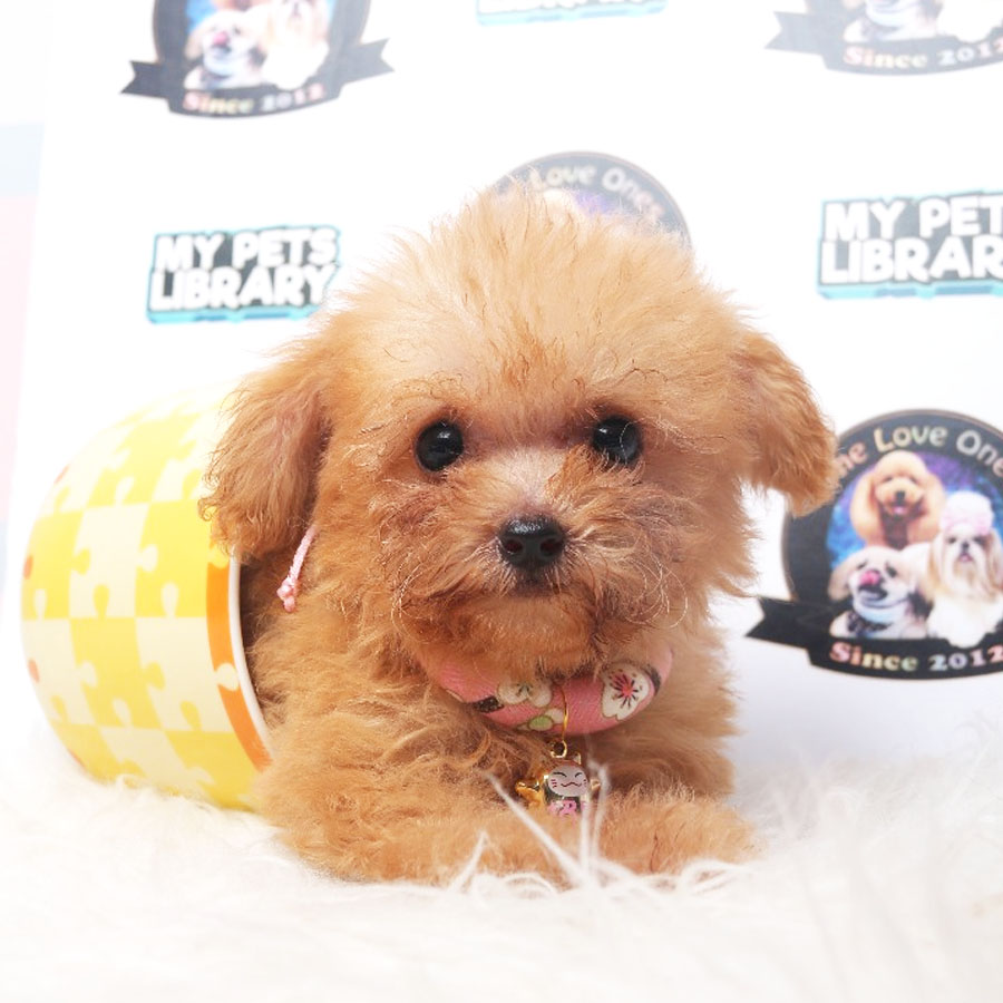 Tiny  Poodle Puppy (Female) For Sale