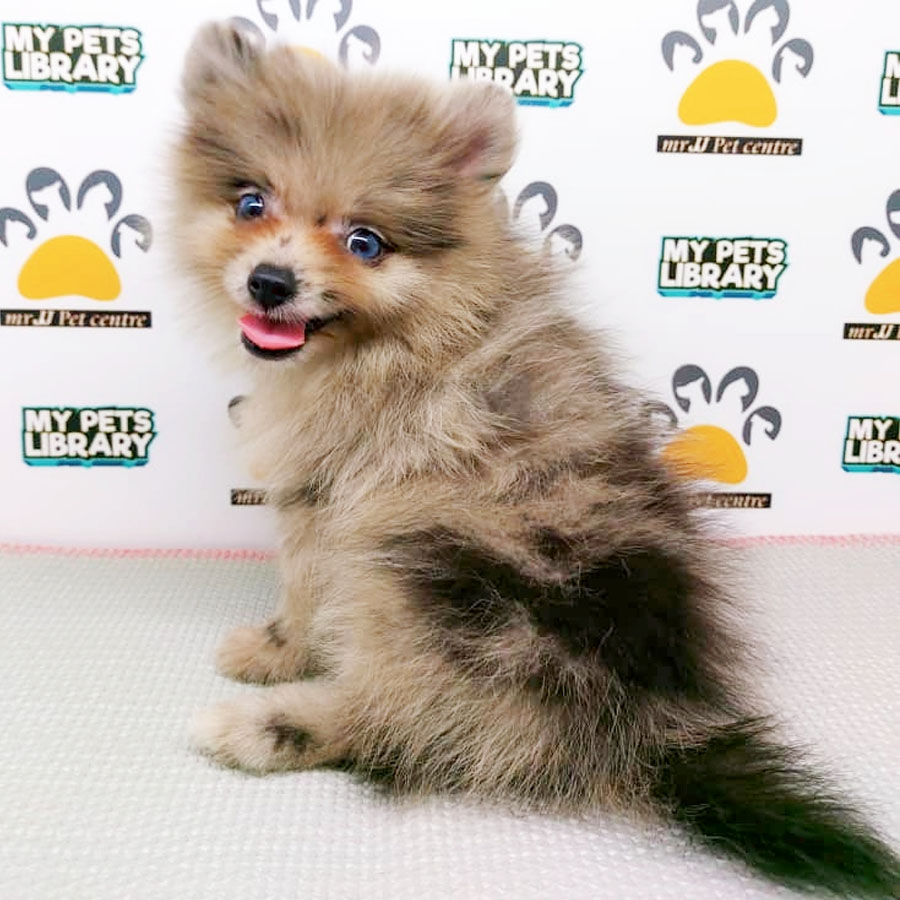 Pomeranian Puppy (Female) For Sale
