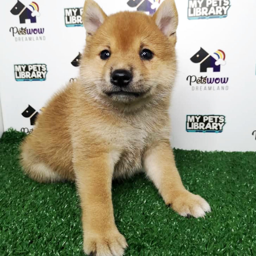 Mame Shiba Inu Puppy For Sale