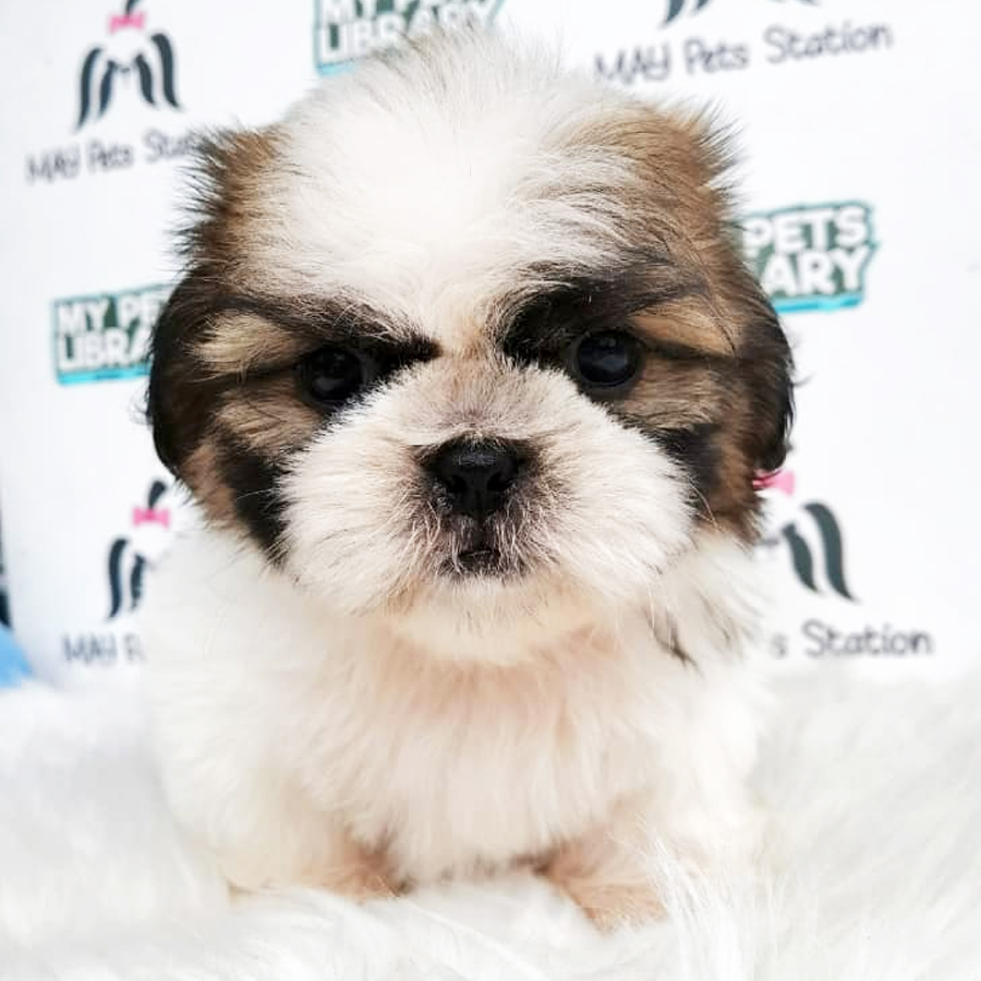 Shih Tzu Puppy (Male) For Sale