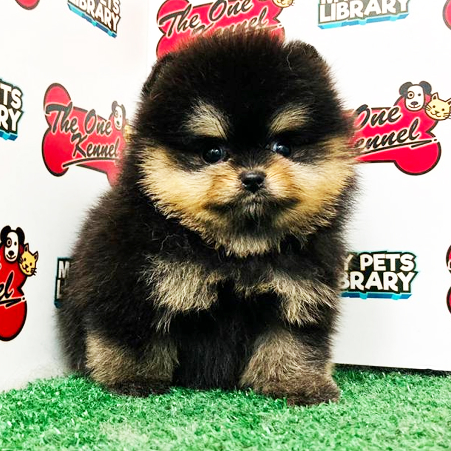 Pomeranian Puppy (Male) For Sale