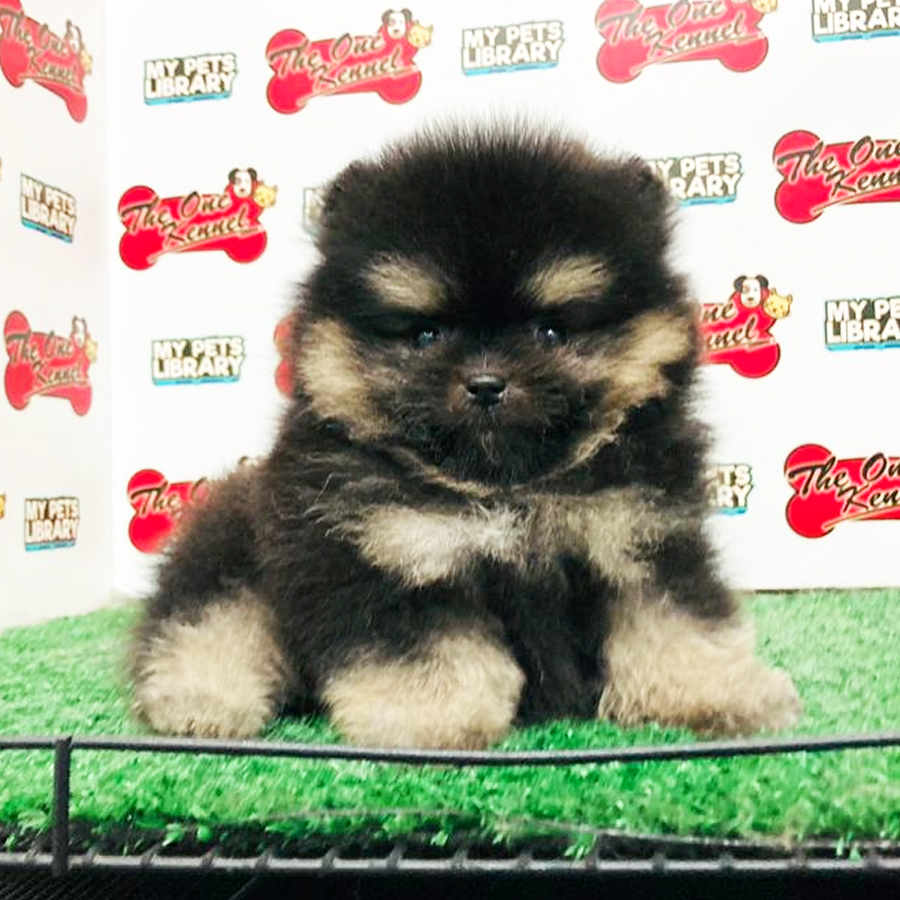 Pomeranian Puppy (Male) For Sale