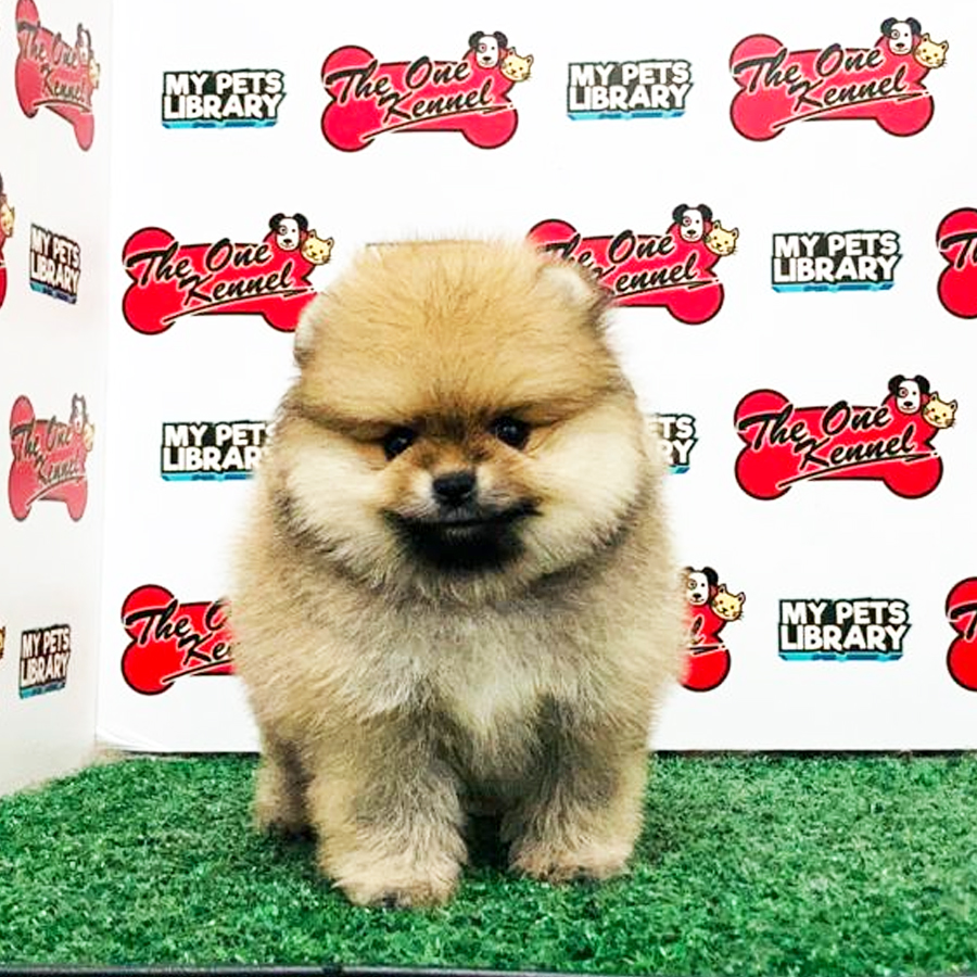Pomeranian Puppy (Female) For Sale