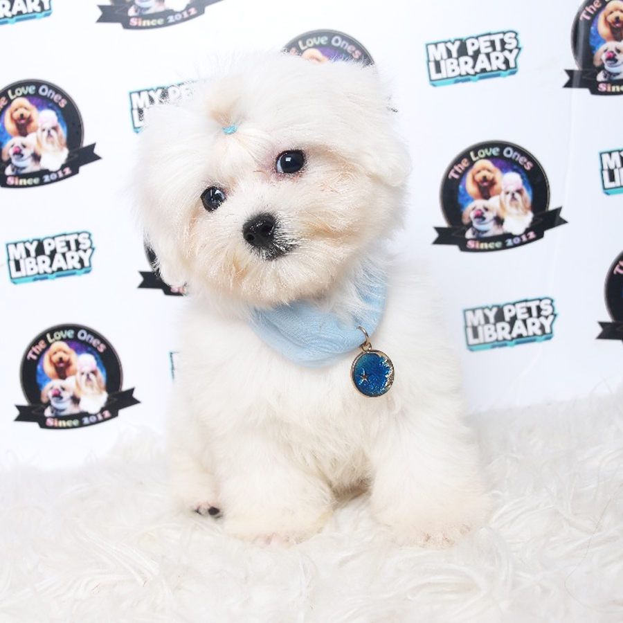 Maltese Puppy (Male) For Sale