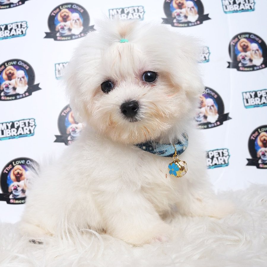 Maltese Puppy (Male) For Sale