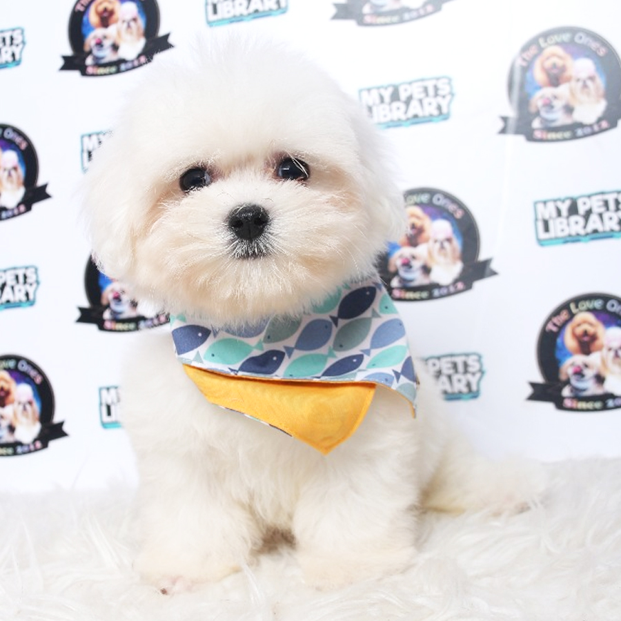 Maltese Puppy (Male) For Sale
