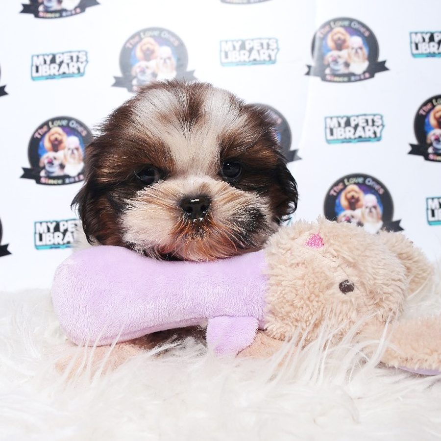 Shih Tzu Puppy For Sale