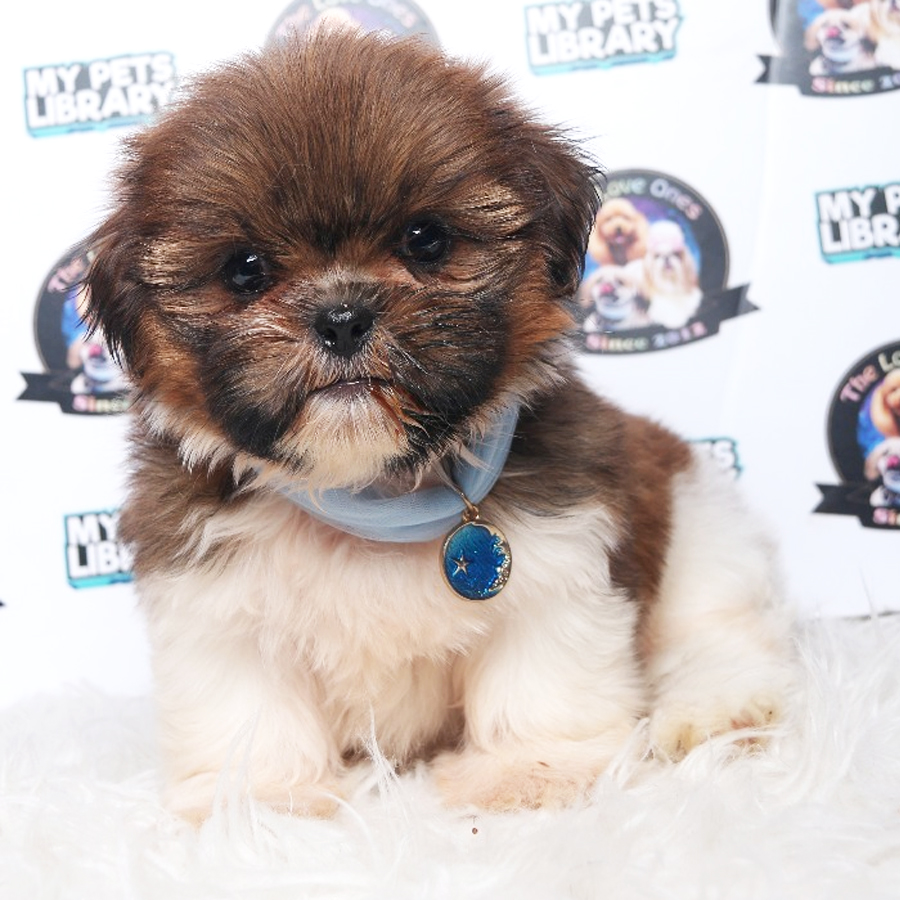 Shih Tzu Puppy (Male) For Sale