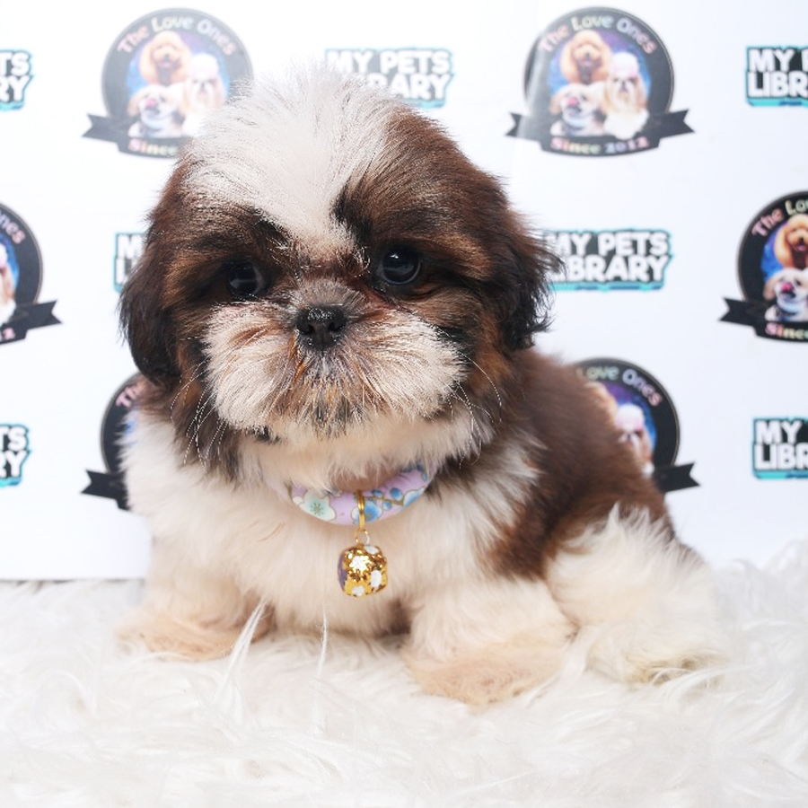 Shih Tzu Puppy (Female) For Sale