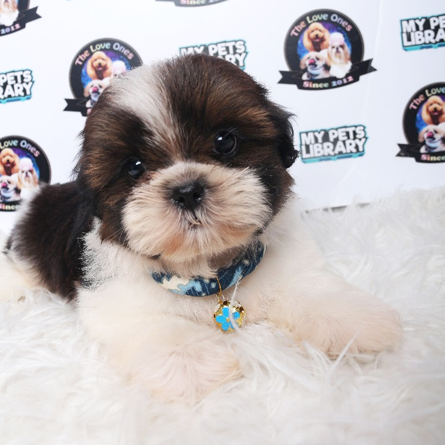 Shih Tzu Puppy (Male) For Sale