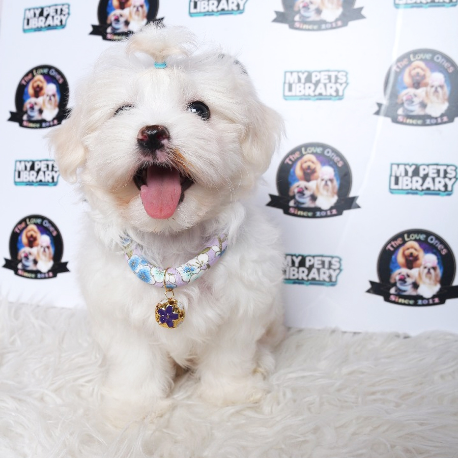 Maltese Puppy (Female) For Sale
