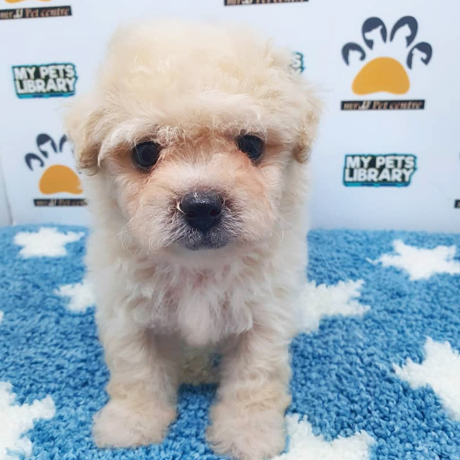Bichon Frise Mix Shih Tzu Puppy For Sale