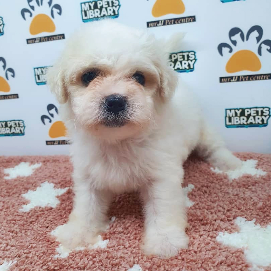 Bichon Frise Mix Shih Tzu Puppy For Sale