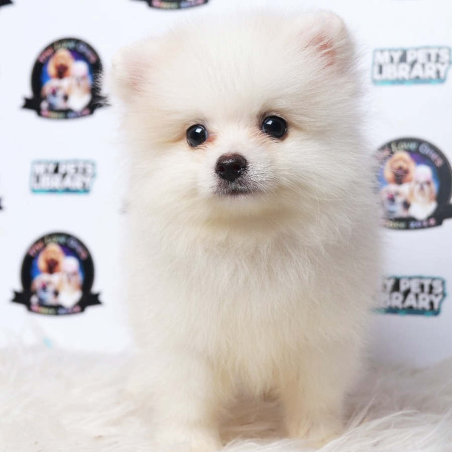 Pomeranian Puppy (Male) For Sale