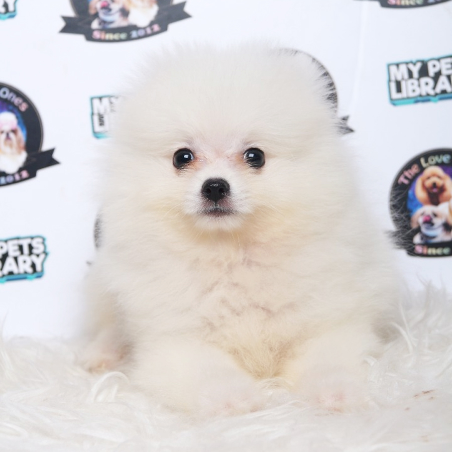 Pomeranian Puppy (Male) For Sale