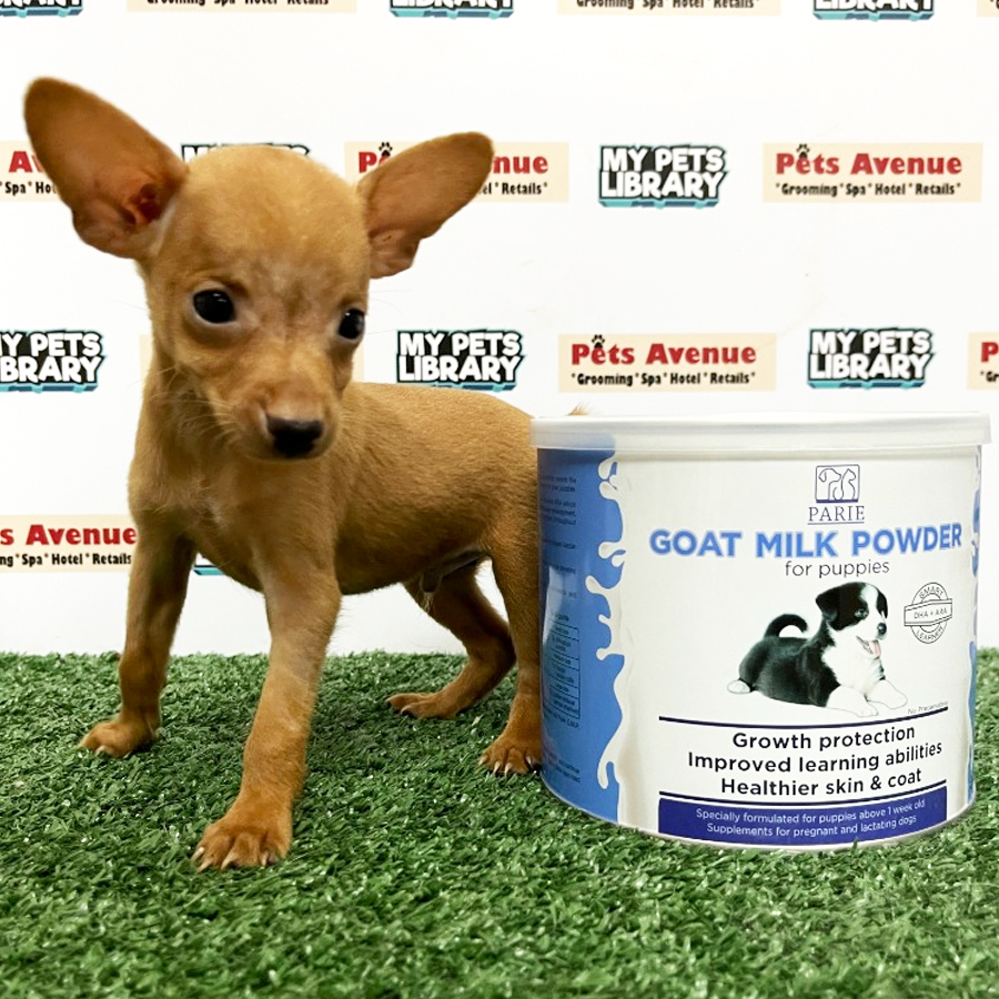 Mini Pinscher Puppy For Sale