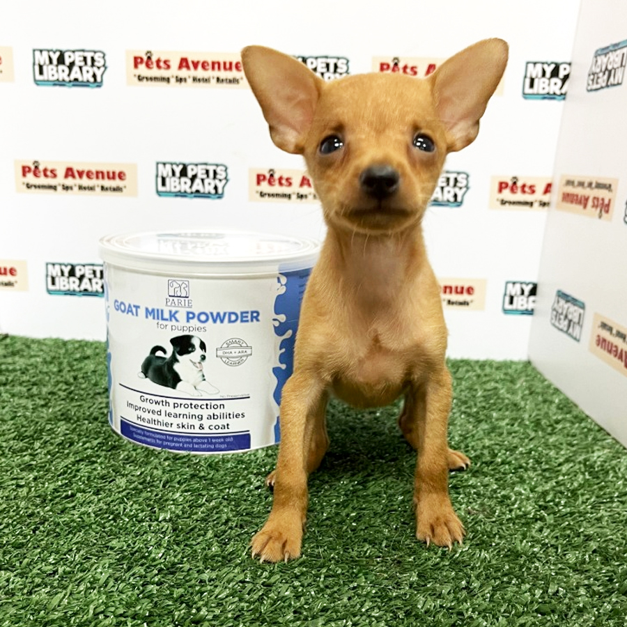 Mini Pinscher Puppy For Sale