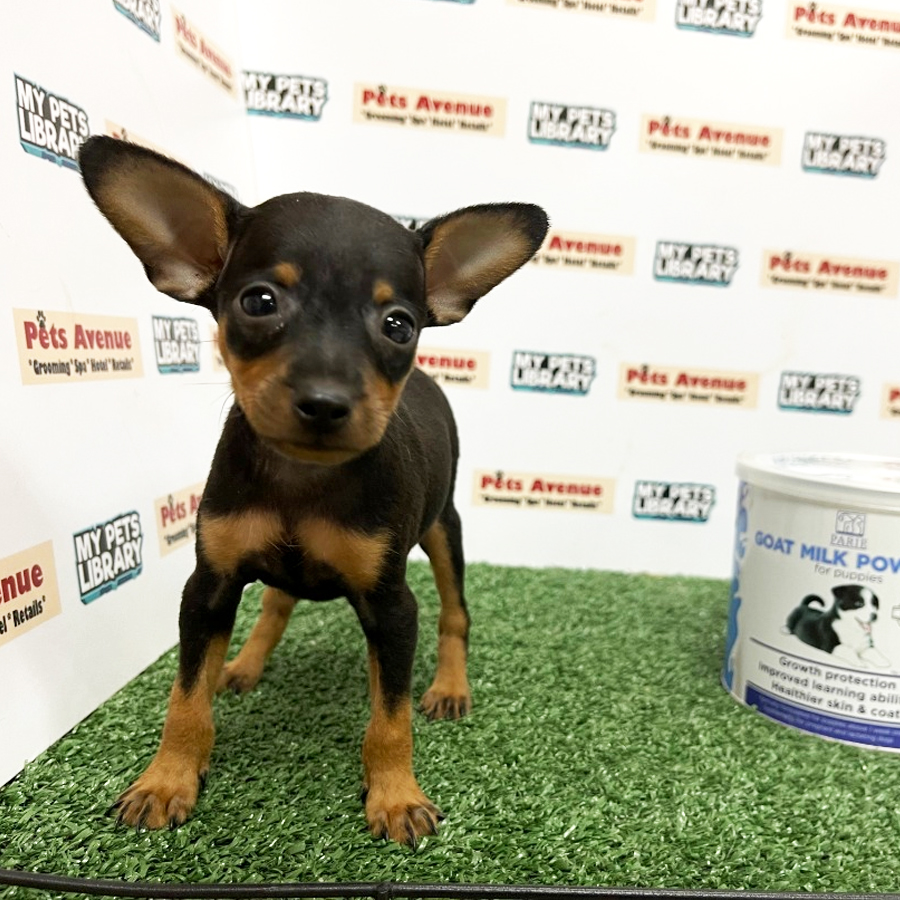 Mini Pinscher Puppy For Sale