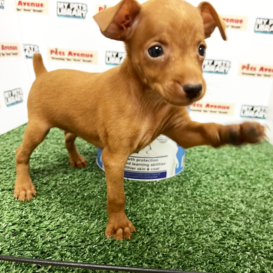 Mini Pinscher Puppy For Sale