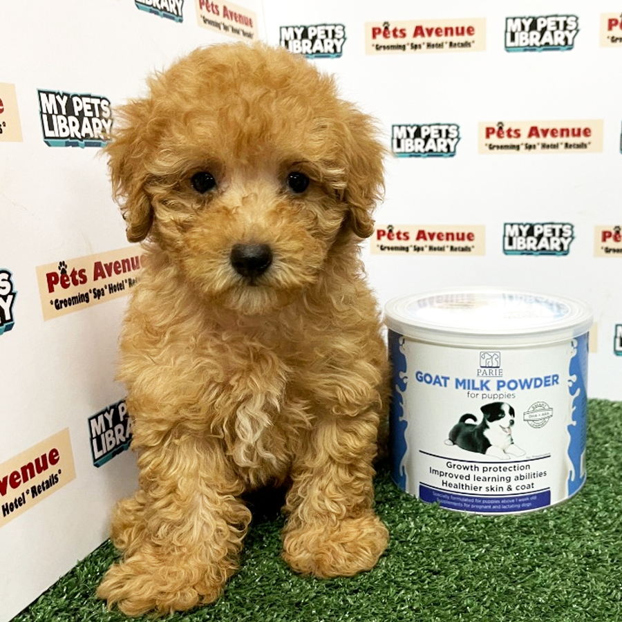 Toy Poodle Puppy (Female) For Sale
