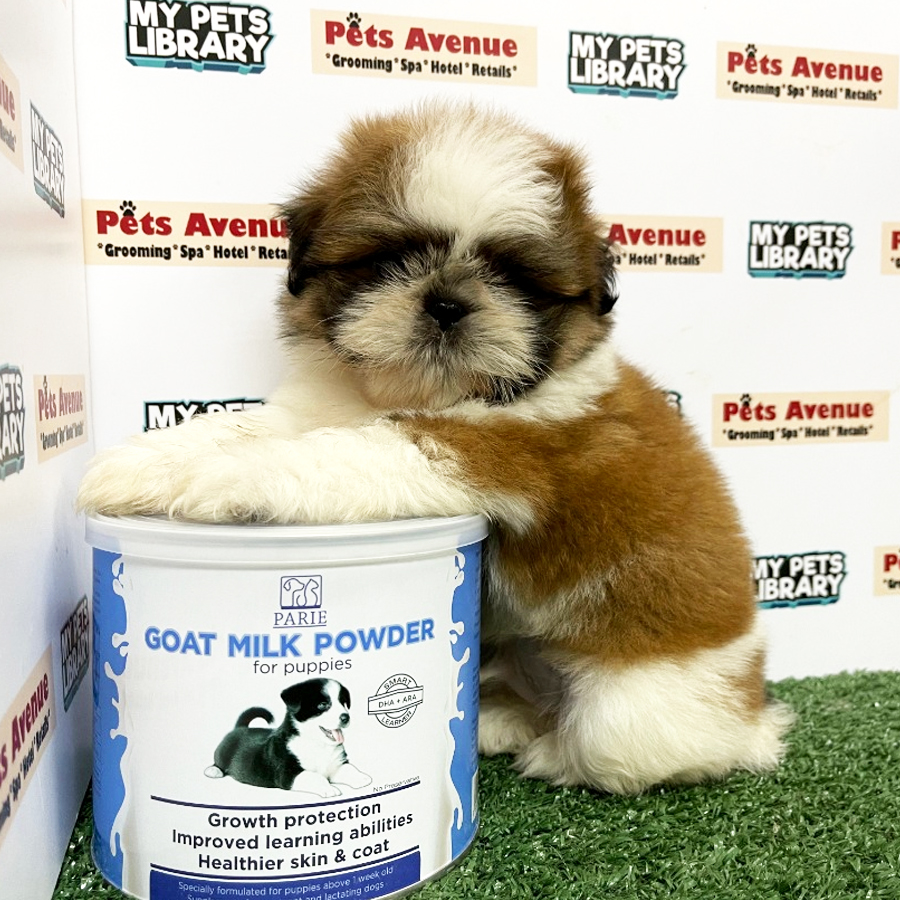 Shih Tzu Puppy (Male) For Sale