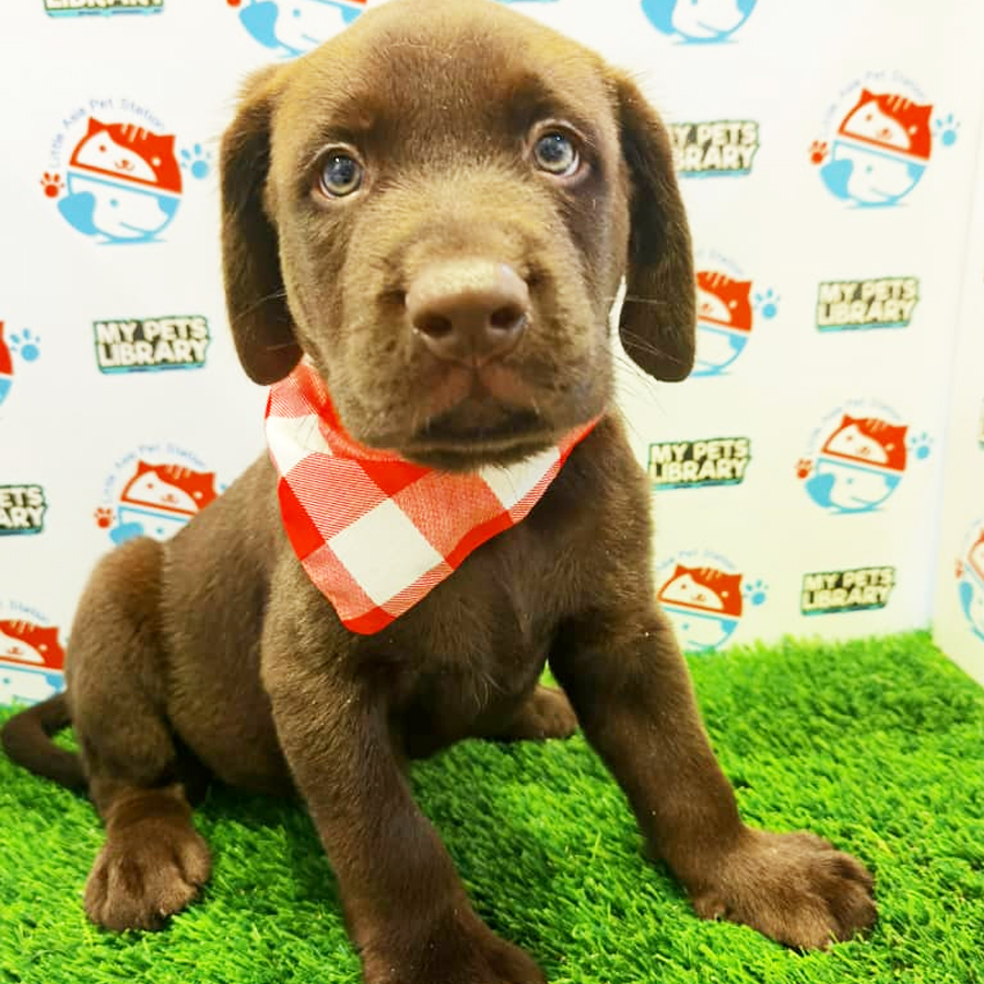 Labrador Puppy For Sale