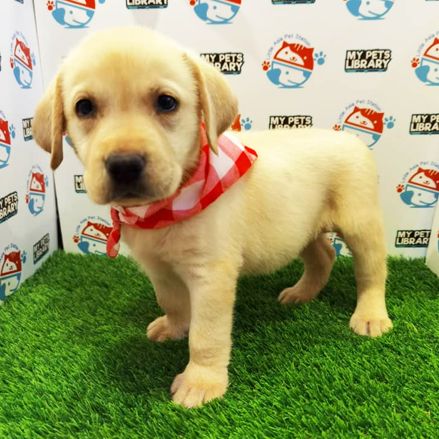 Labrador Puppy For Sale