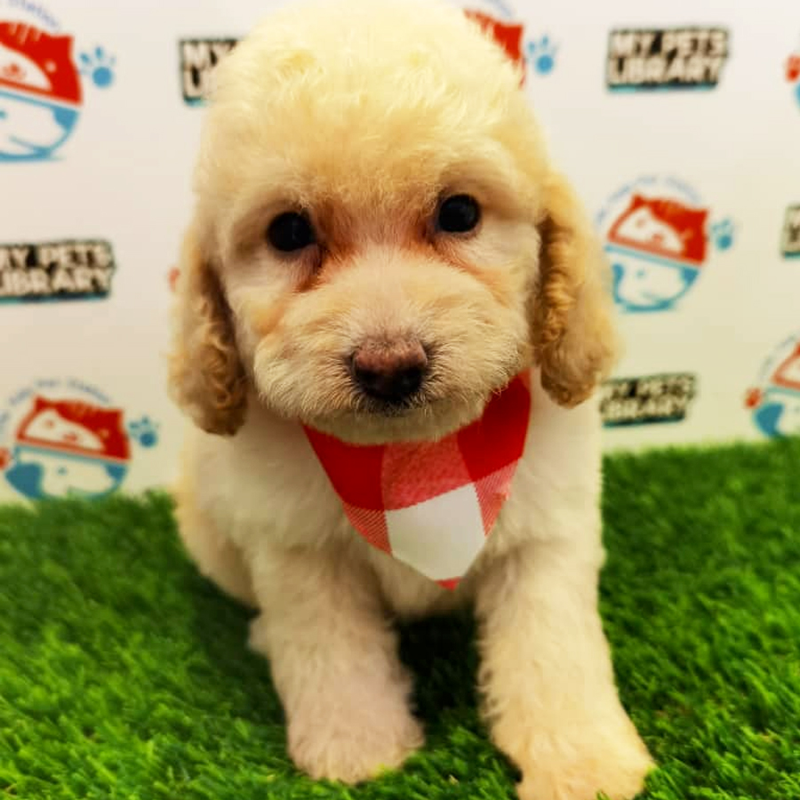 Toy Poodle Puppy (Male) For Sale
