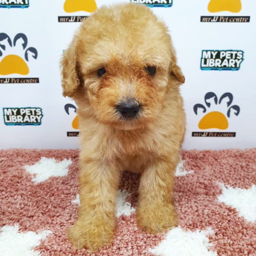 Toy Poodle Puppy (Female) For Sale