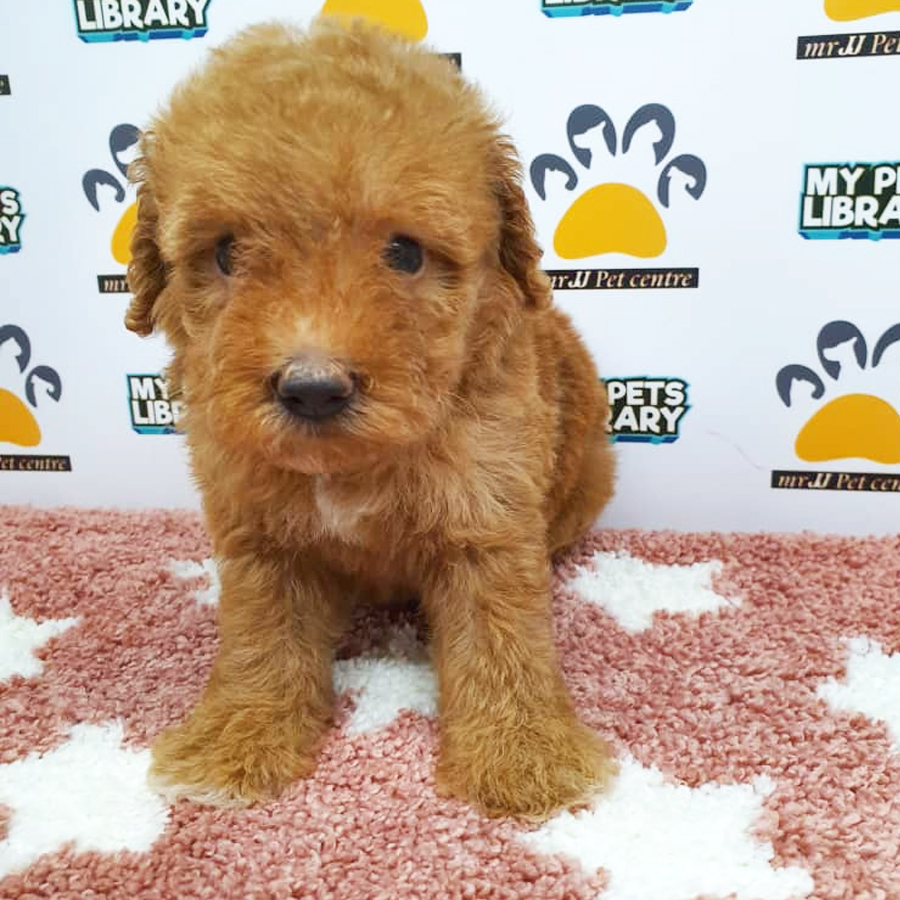 Toy Poodle Puppy (Female) For Sale