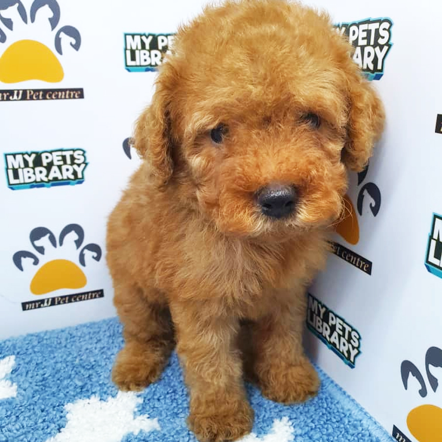 Toy Poodle Puppy (Male) For Sale