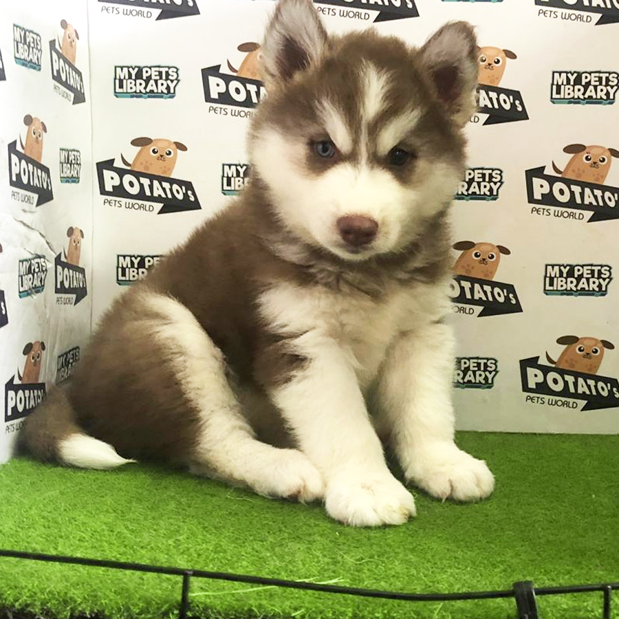 Wooly Husky Puppy For Sale
