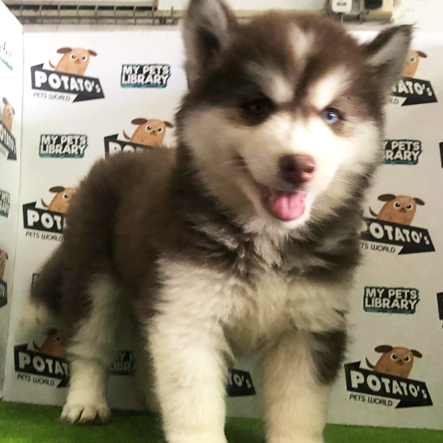 Wooly Husky Puppy For Sale