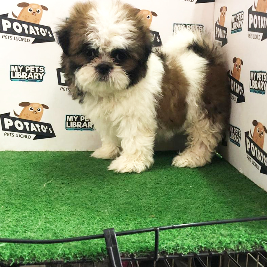 Shih Tzu Puppy (Female) For Sale